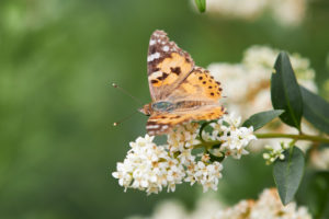Painted Lady, Vanessa cardui Painted Lady, Vanessa cardui